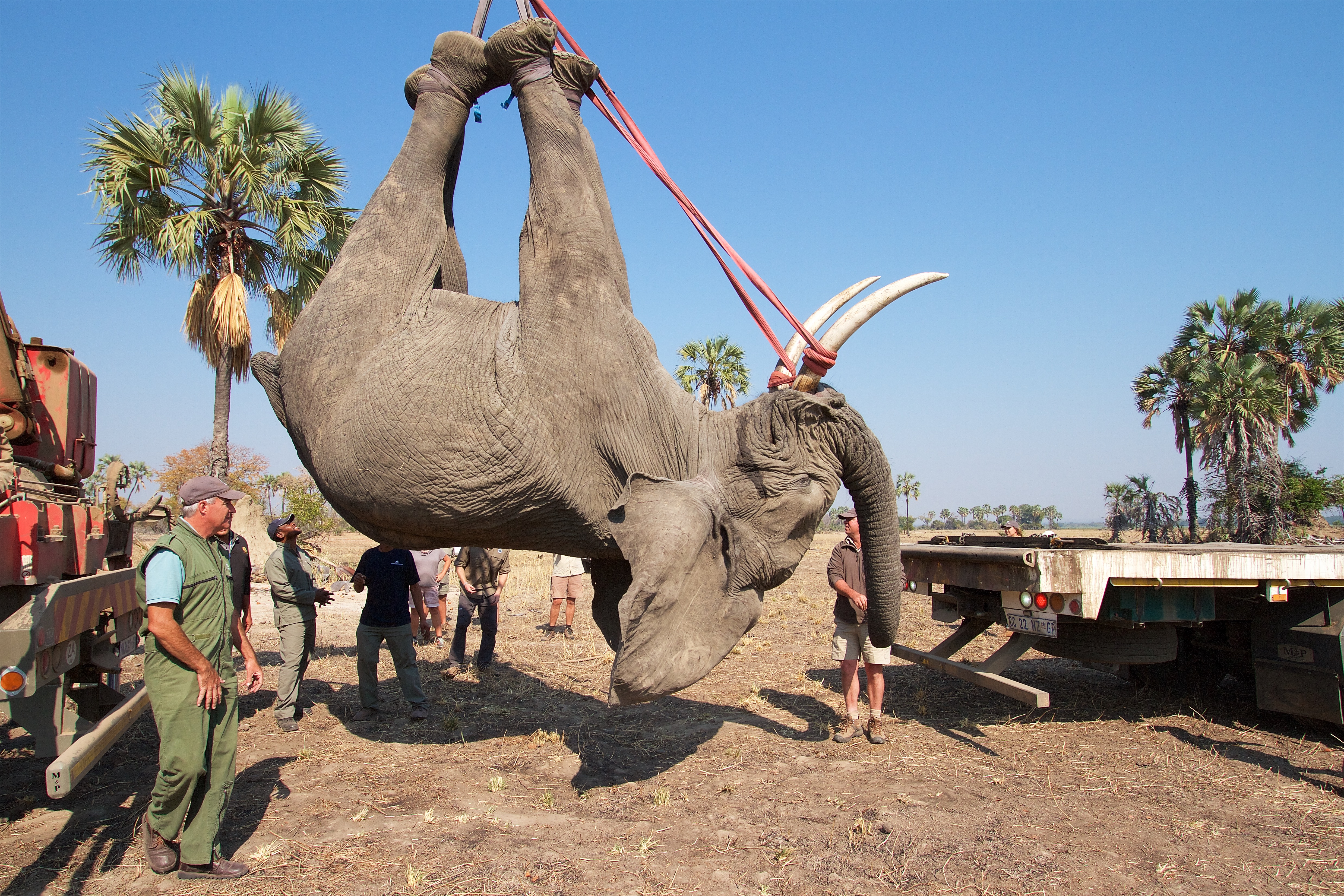 An elephant is lifted by crane to be weighed and transported to the wake up crate. Photo by Frank Weitzer.