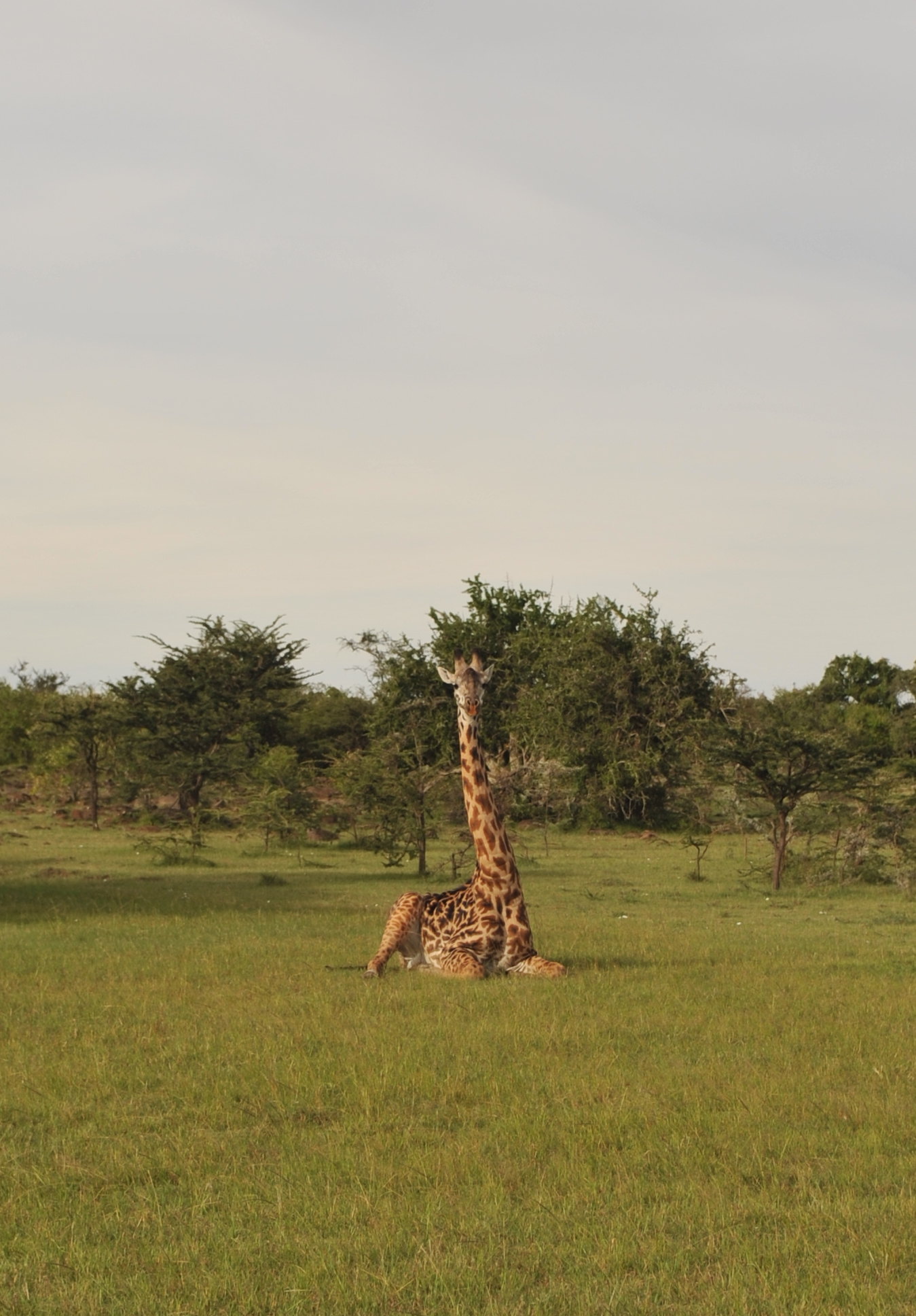Masai-giraffe-Anton-Crone