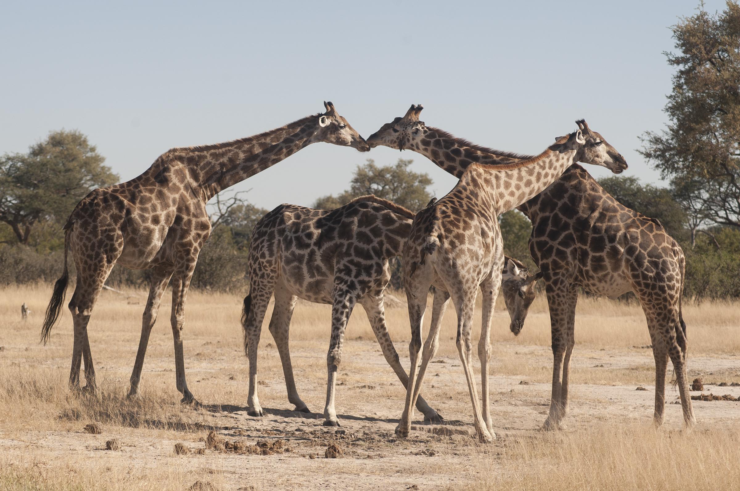 Southern-giraffe-subspecies-South-African-giraffe-Anton-Crone