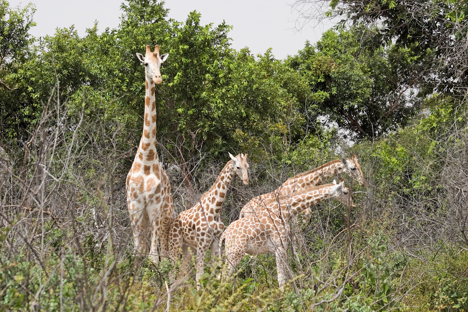 West-African-giraffe-Matthew-Paulson